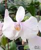 Phal. amabilis Surabaya